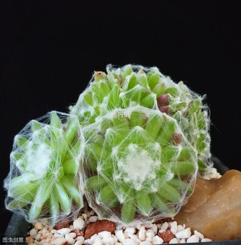 屋卷绢浇水方法,卷绢怎么养?-第3张图片-优品飞百科 屋卷绢浇水方法,卷绢怎么养?-第3张图片-优品飞百科