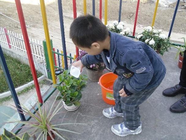 屋卷绢浇水方法,卷绢怎么养?-第2张图片-优品飞百科 屋卷绢浇水方法,卷绢怎么养?-第2张图片-优品飞百科