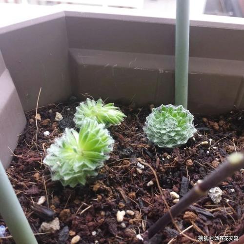 屋卷绢浇水方法,卷绢怎么养?-第4张图片-优品飞百科 屋卷绢浇水方法,卷绢怎么养?-第4张图片-优品飞百科