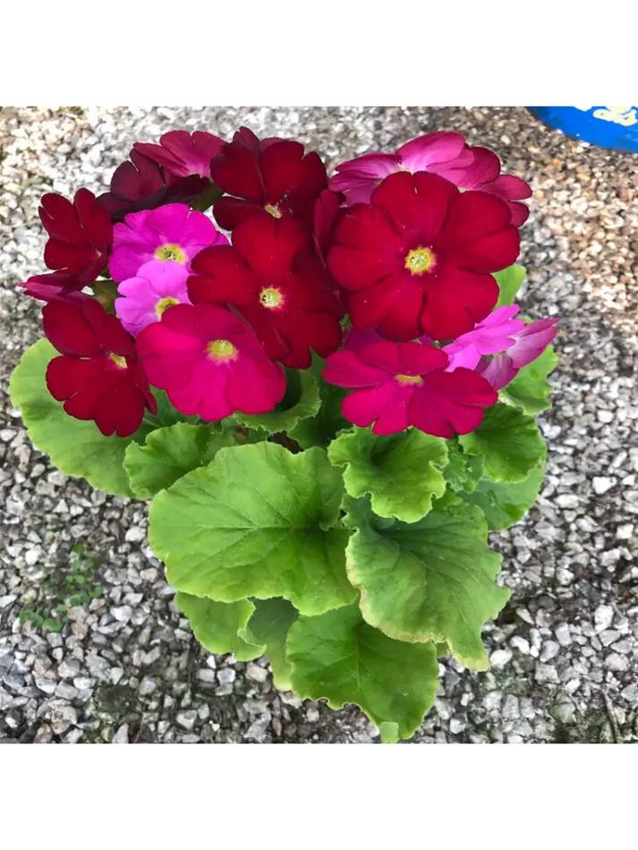 樱草花怎么养殖，樱草花怎么养殖视频？-第2张图片-优品飞百科