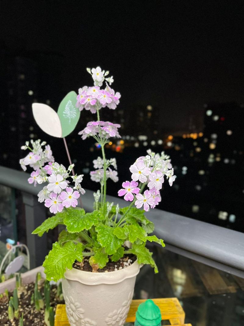 樱草花怎么养殖，樱草花怎么养殖视频？-第3张图片-优品飞百科