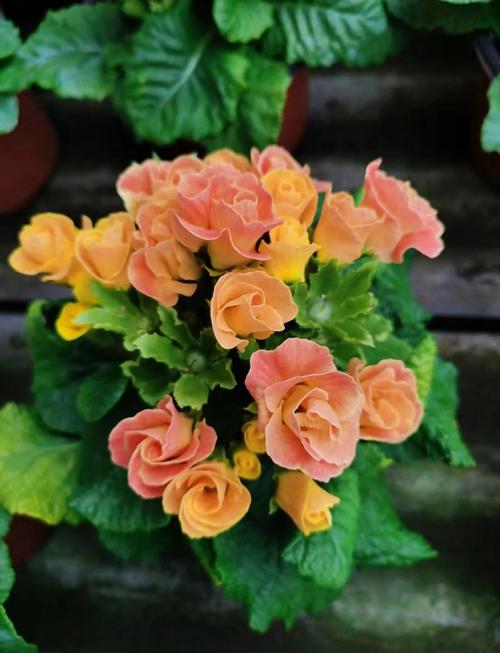 樱草花怎么养殖，樱草花怎么养殖视频？-第4张图片-优品飞百科