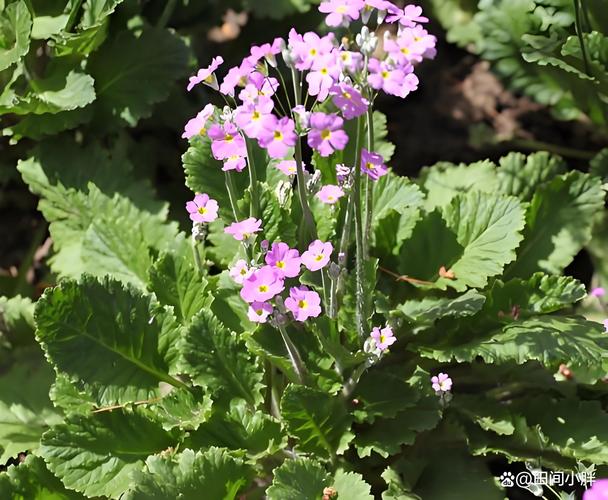 樱草花怎么养殖，樱草花怎么养殖视频？-第5张图片-优品飞百科