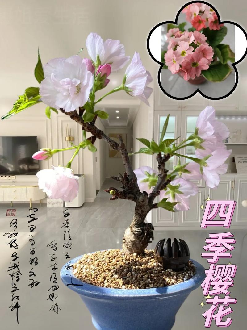 樱草花怎么养殖，樱草花怎么养殖视频？-第6张图片-优品飞百科
