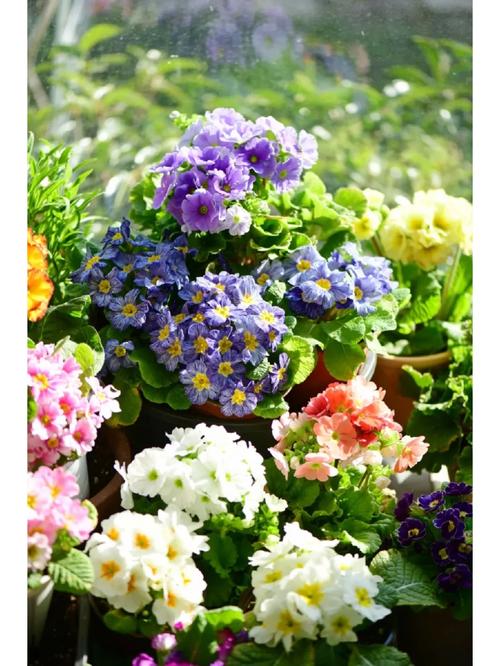 樱草花怎么养殖，樱草花怎么养殖视频？-第7张图片-优品飞百科