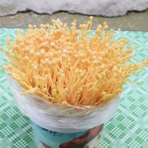 家里怎么种金针菇？家里种金针菇的方法？