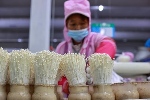 家里怎么种金针菇?家里种金针菇的方法?-第2张图片-优品飞百科 家里怎么种金针菇?家里种金针菇的方法?-第2张图片-优品飞百科