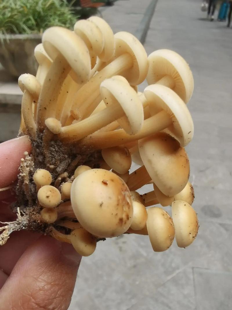 家里怎么种金针菇?家里种金针菇的方法?-第4张图片-优品飞百科 家里怎么种金针菇?家里种金针菇的方法?-第4张图片-优品飞百科