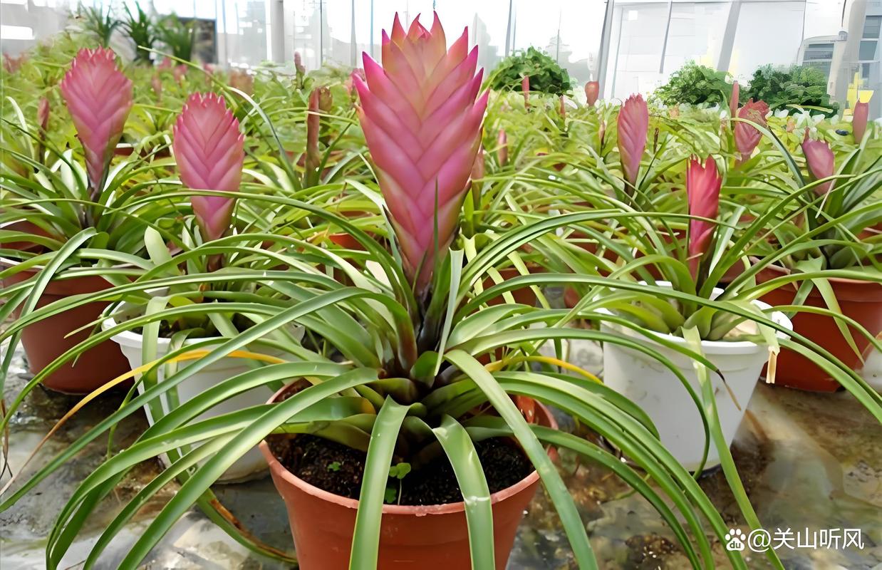 铁兰的养殖方法和注意事项，铁兰的养殖方法和注意事项大全？