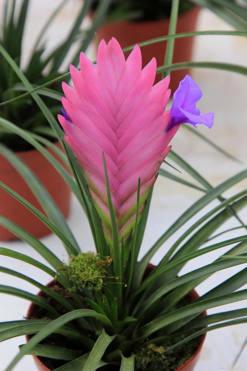 铁兰的养殖方法和注意事项,铁兰的养殖方法和注意事项大全?-第2张图片-优品飞百科 铁兰的养殖方法和注意事项,铁兰的养殖方法和注意事项大全?-第2张图片-优品飞百科