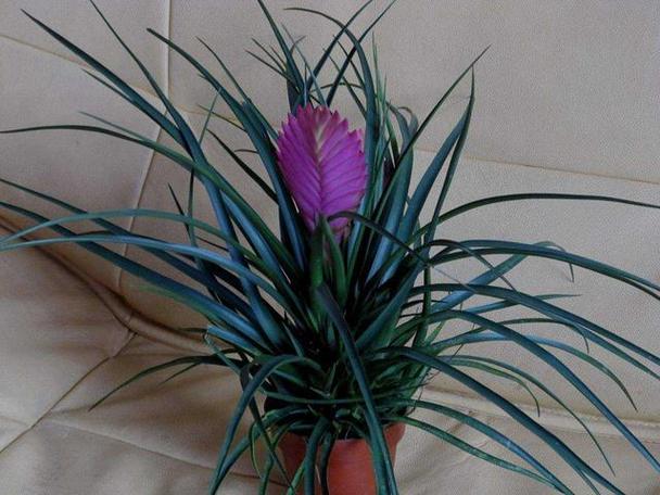 铁兰的养殖方法和注意事项,铁兰的养殖方法和注意事项大全?-第3张图片-优品飞百科 铁兰的养殖方法和注意事项,铁兰的养殖方法和注意事项大全?-第3张图片-优品飞百科