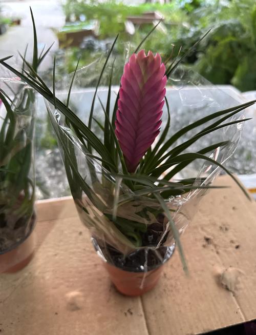 铁兰的养殖方法和注意事项,铁兰的养殖方法和注意事项大全?-第4张图片-优品飞百科 铁兰的养殖方法和注意事项,铁兰的养殖方法和注意事项大全?-第4张图片-优品飞百科