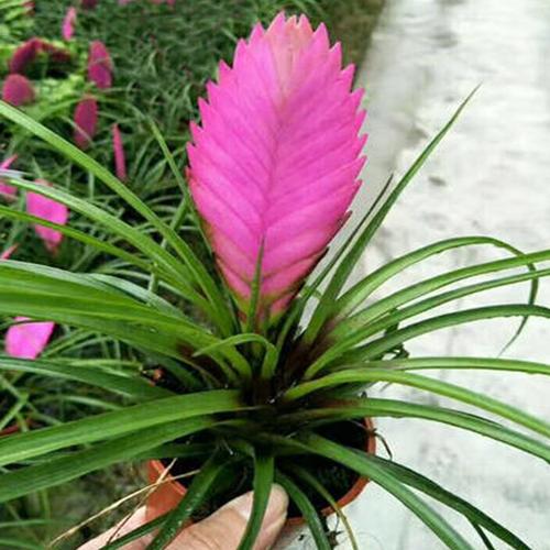 铁兰的养殖方法和注意事项,铁兰的养殖方法和注意事项大全?-第5张图片-优品飞百科 铁兰的养殖方法和注意事项,铁兰的养殖方法和注意事项大全?-第5张图片-优品飞百科