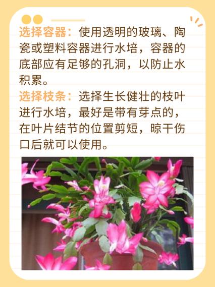 铁兰的养殖方法和注意事项,铁兰的养殖方法和注意事项大全?-第6张图片-优品飞百科 铁兰的养殖方法和注意事项,铁兰的养殖方法和注意事项大全?-第6张图片-优品飞百科