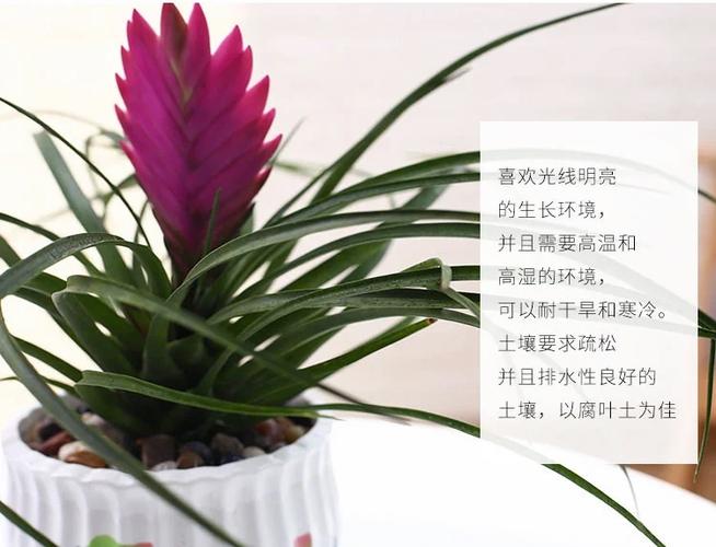 铁兰的养殖方法和注意事项,铁兰的养殖方法和注意事项大全?-第7张图片-优品飞百科 铁兰的养殖方法和注意事项,铁兰的养殖方法和注意事项大全?-第7张图片-优品飞百科