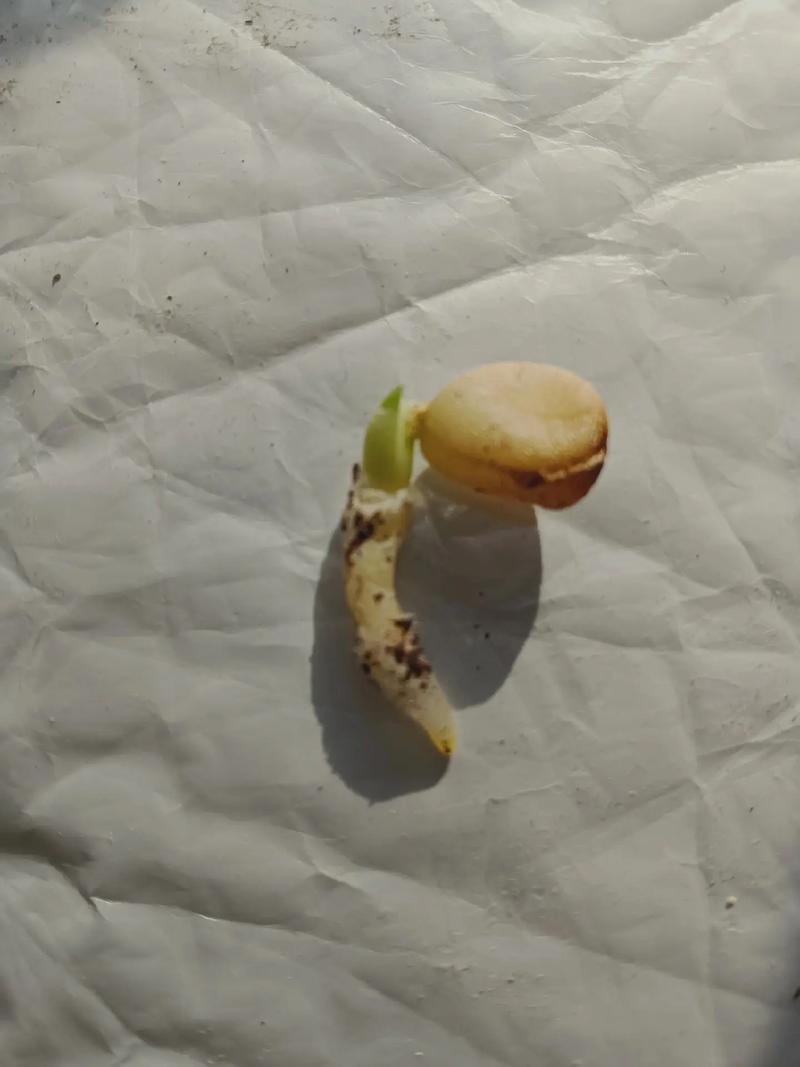 君子兰种子种植方法？君子兰种子种植方法和种植时间用温水泡要换温水吗?？-第2张图片-优品飞百科