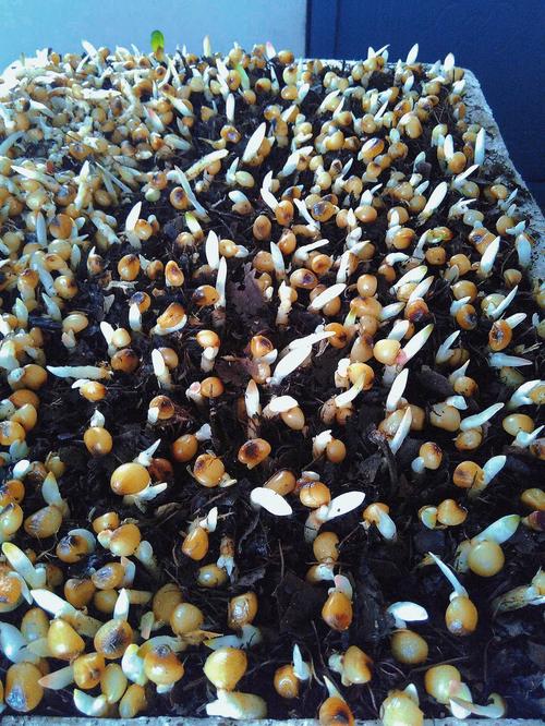 君子兰种子种植方法？君子兰种子种植方法和种植时间用温水泡要换温水吗?？-第3张图片-优品飞百科