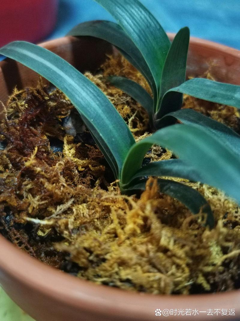 君子兰种子种植方法？君子兰种子种植方法和种植时间用温水泡要换温水吗?？-第4张图片-优品飞百科