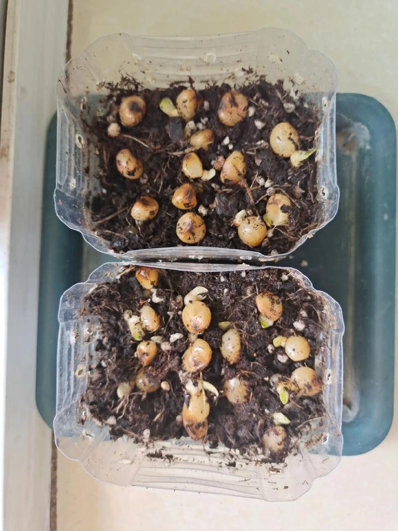 君子兰种子种植方法？君子兰种子种植方法和种植时间用温水泡要换温水吗?？-第5张图片-优品飞百科