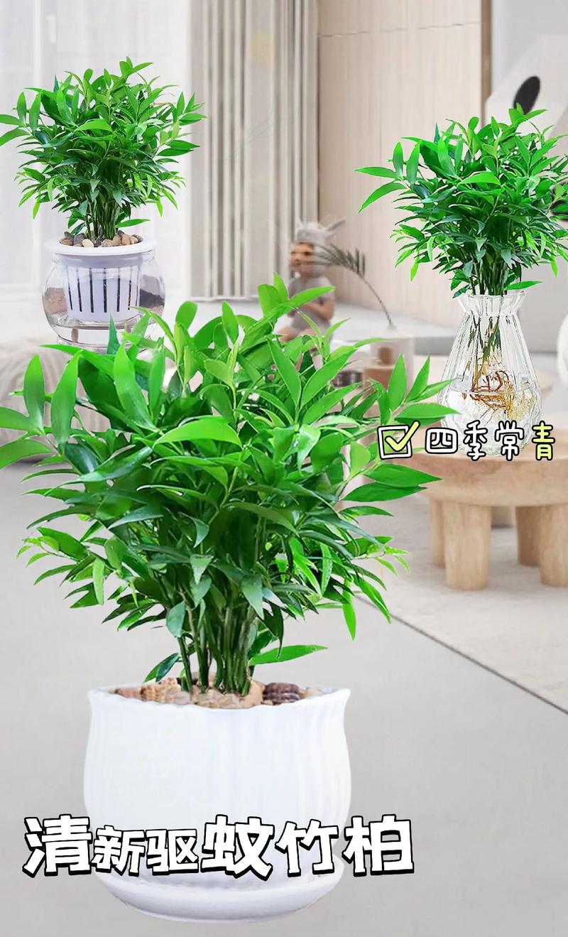 四季常青的植物有哪些，四季常青又耐寒的绿植？