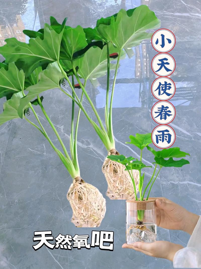 四季常青的植物有哪些，四季常青又耐寒的绿植？-第2张图片-优品飞百科
