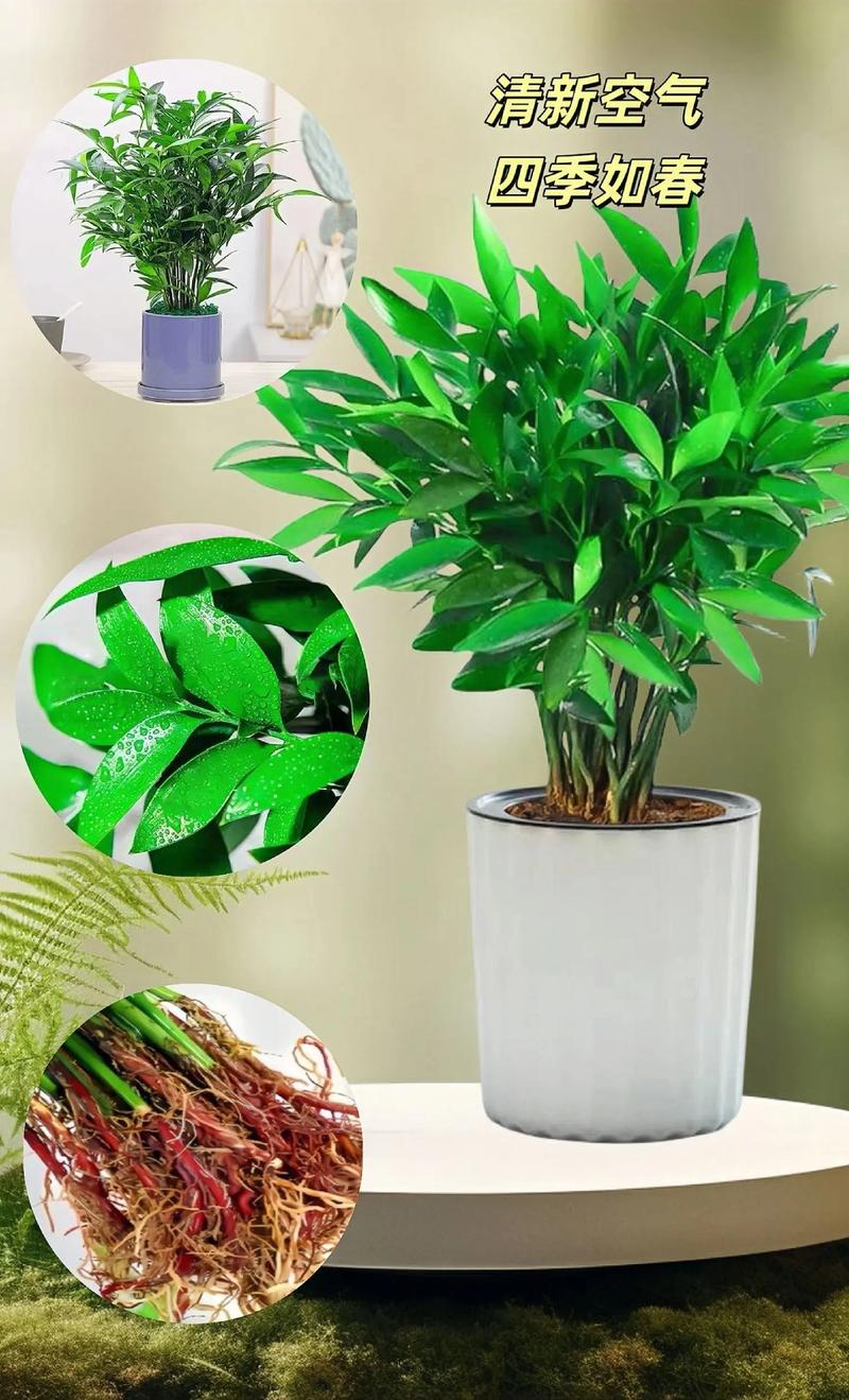 四季常青的植物有哪些，四季常青又耐寒的绿植？-第3张图片-优品飞百科