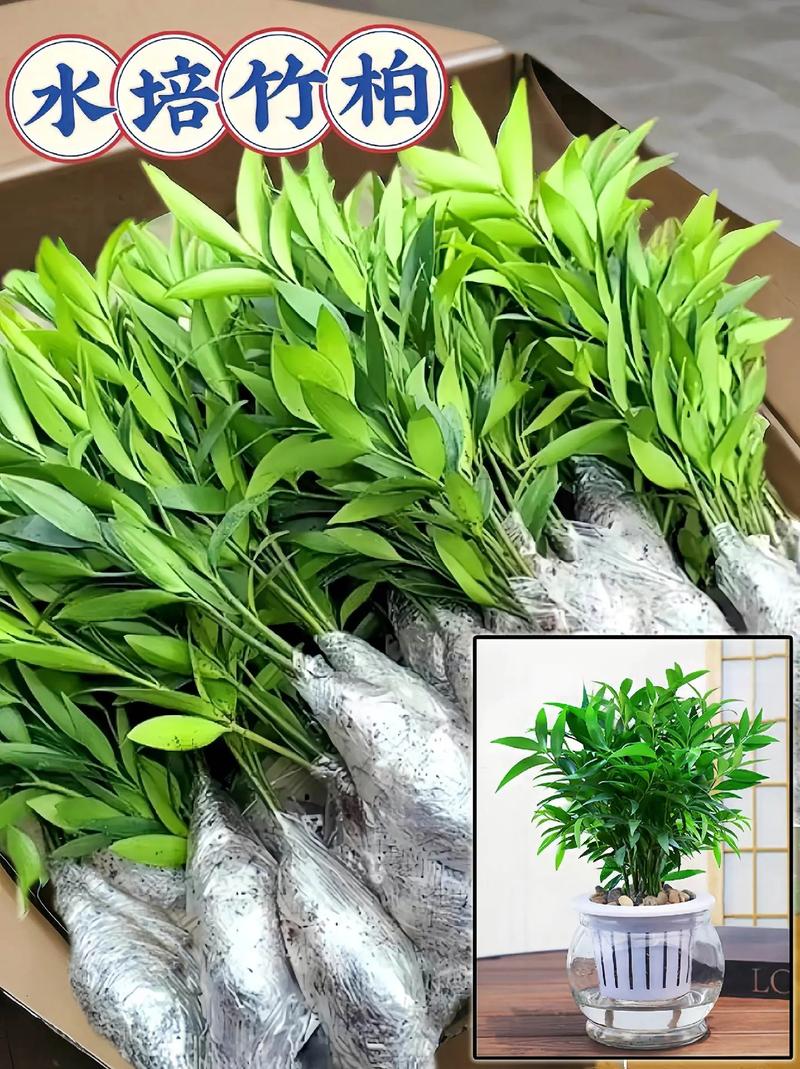 四季常青的植物有哪些，四季常青又耐寒的绿植？-第5张图片-优品飞百科