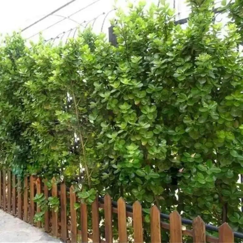 四季常青的植物有哪些，四季常青又耐寒的绿植？-第6张图片-优品飞百科