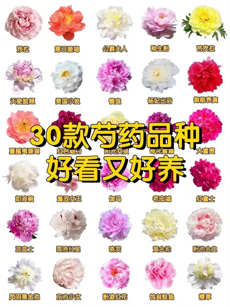 芍药秋天怎么养,芍药秋天怎么养殖?-第2张图片-优品飞百科 芍药秋天怎么养,芍药秋天怎么养殖?-第2张图片-优品飞百科