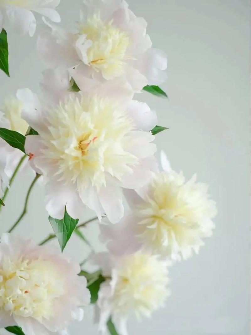 芍药秋天怎么养，芍药秋天怎么养殖？