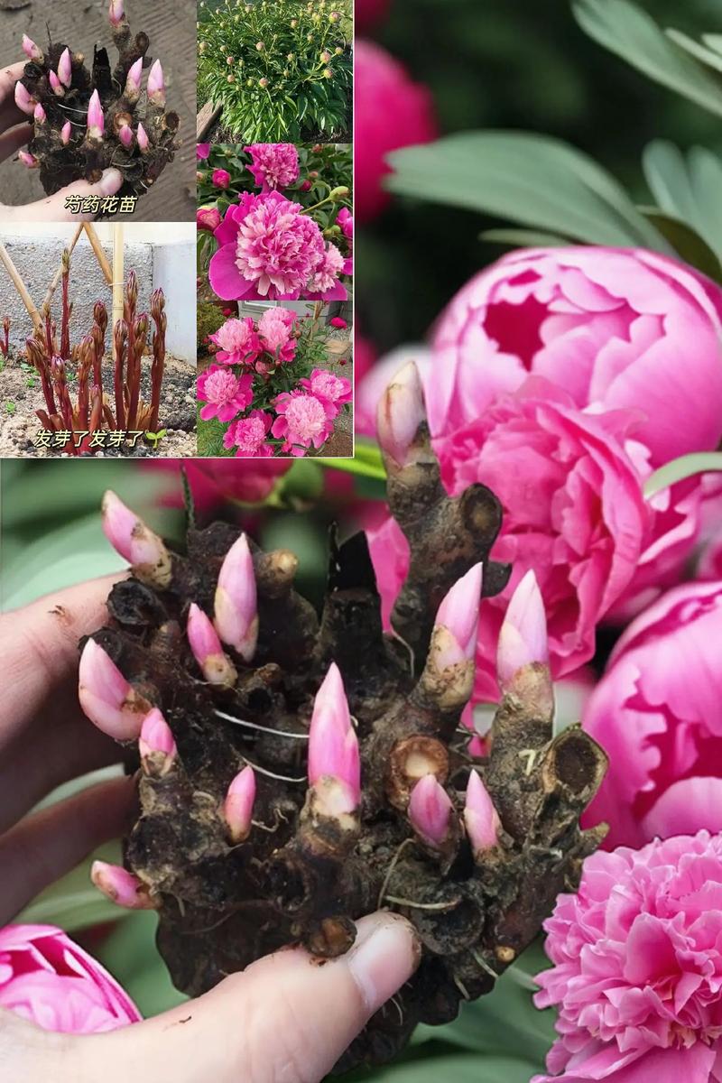 芍药秋天怎么养,芍药秋天怎么养殖?-第3张图片-优品飞百科 芍药秋天怎么养,芍药秋天怎么养殖?-第3张图片-优品飞百科