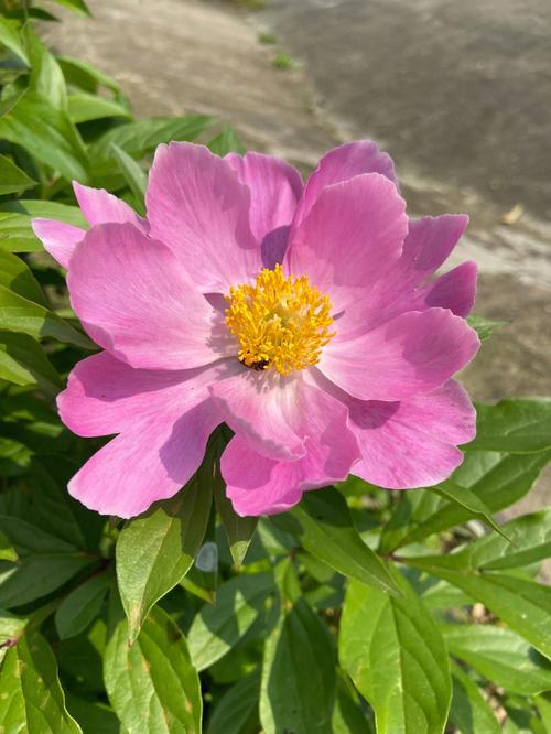 芍药秋天怎么养,芍药秋天怎么养殖?-第4张图片-优品飞百科 芍药秋天怎么养,芍药秋天怎么养殖?-第4张图片-优品飞百科