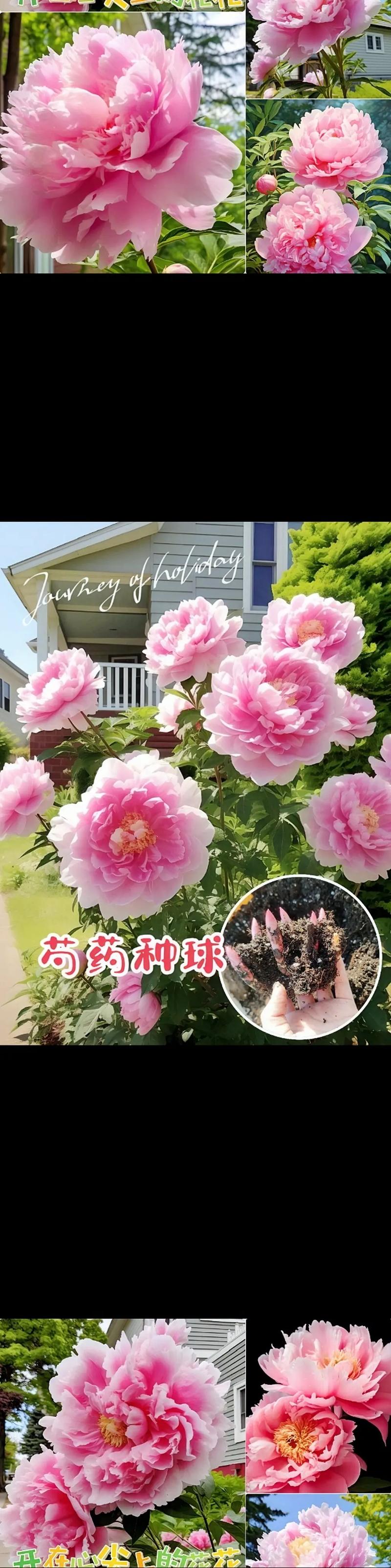 芍药秋天怎么养,芍药秋天怎么养殖?-第5张图片-优品飞百科 芍药秋天怎么养,芍药秋天怎么养殖?-第5张图片-优品飞百科