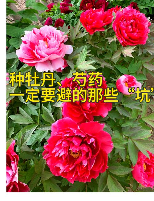 芍药秋天怎么养,芍药秋天怎么养殖?-第6张图片-优品飞百科 芍药秋天怎么养,芍药秋天怎么养殖?-第6张图片-优品飞百科