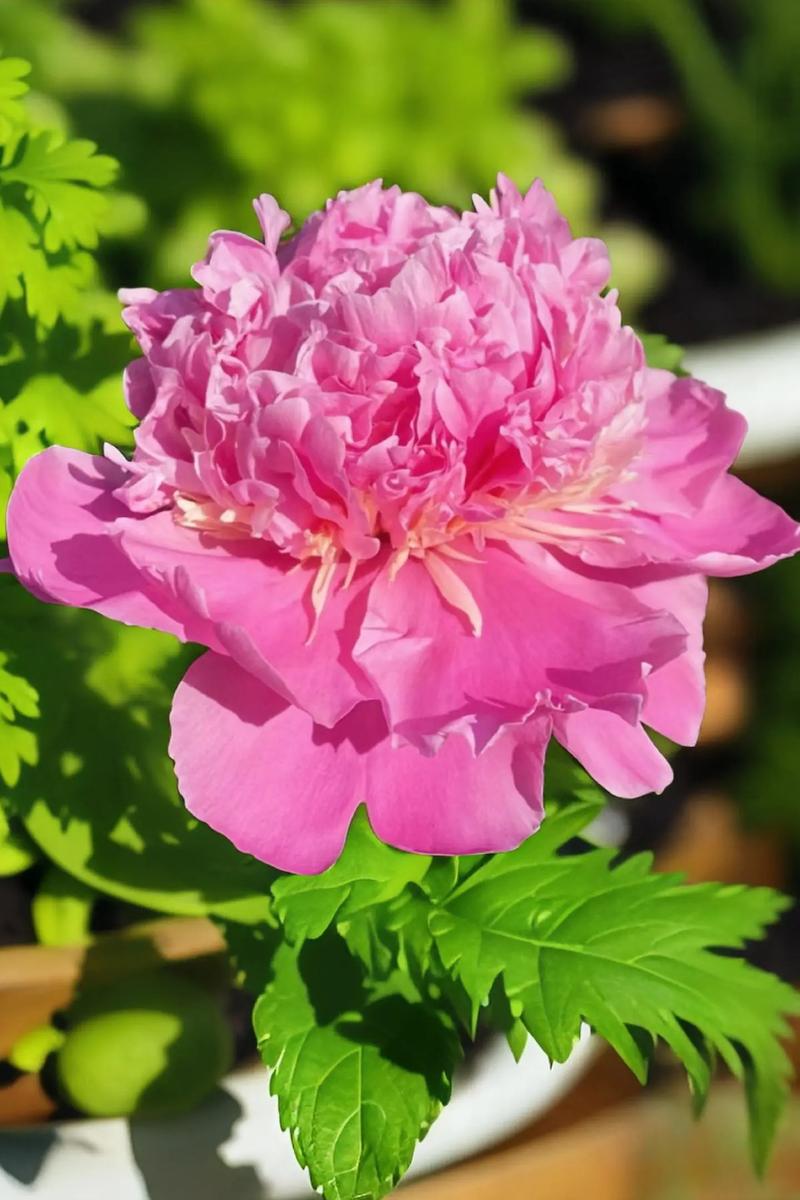 芍药秋天怎么养,芍药秋天怎么养殖?-第8张图片-优品飞百科 芍药秋天怎么养,芍药秋天怎么养殖?-第8张图片-优品飞百科