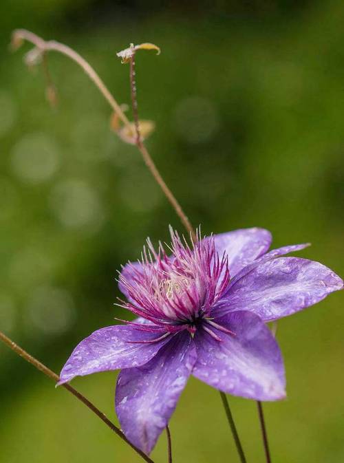 铁线莲不开花的原因，铁线莲不长叶子怎么办？