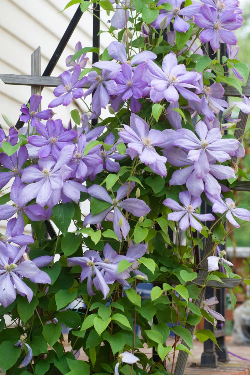 铁线莲不开花的原因，铁线莲不长叶子怎么办？-第2张图片-优品飞百科