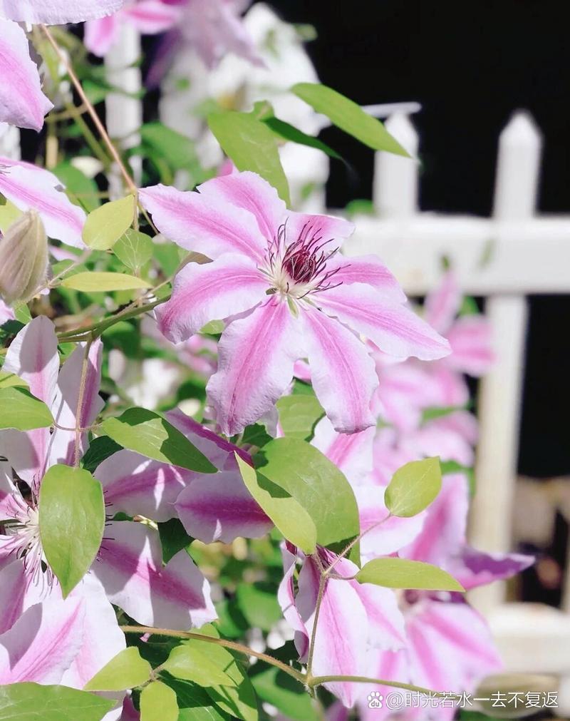 铁线莲不开花的原因，铁线莲不长叶子怎么办？-第3张图片-优品飞百科