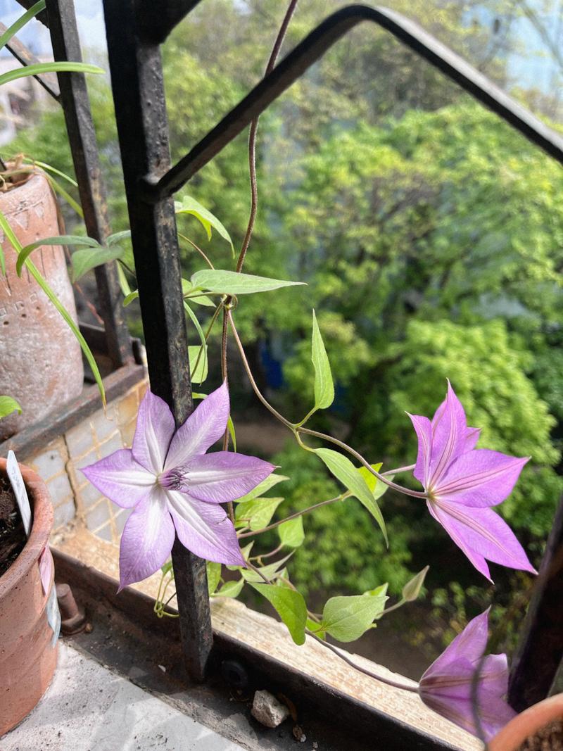 铁线莲不开花的原因，铁线莲不长叶子怎么办？-第4张图片-优品飞百科