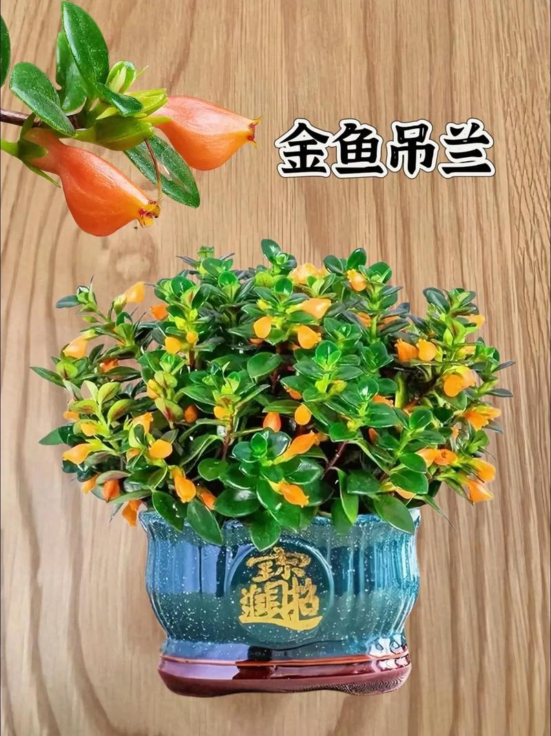 金鱼吊兰如何换盆，金鱼吊兰如何换盆视频