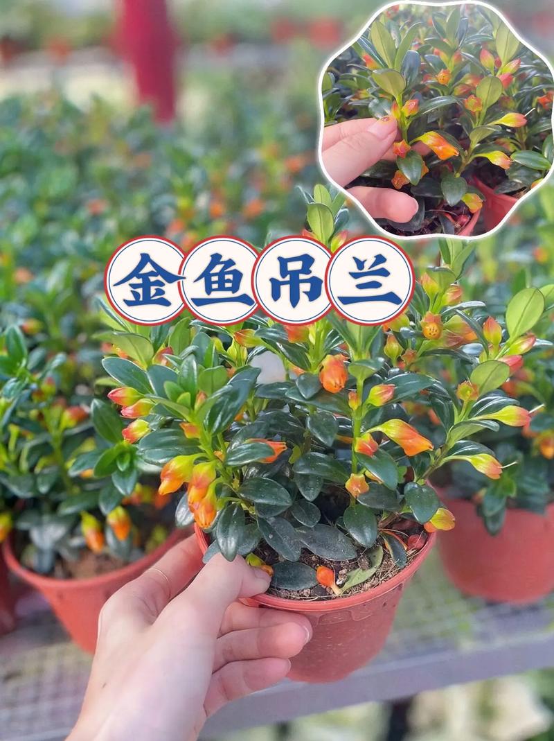 金鱼吊兰如何换盆,金鱼吊兰如何换盆视频-第2张图片-优品飞百科 金鱼吊兰如何换盆,金鱼吊兰如何换盆视频-第2张图片-优品飞百科