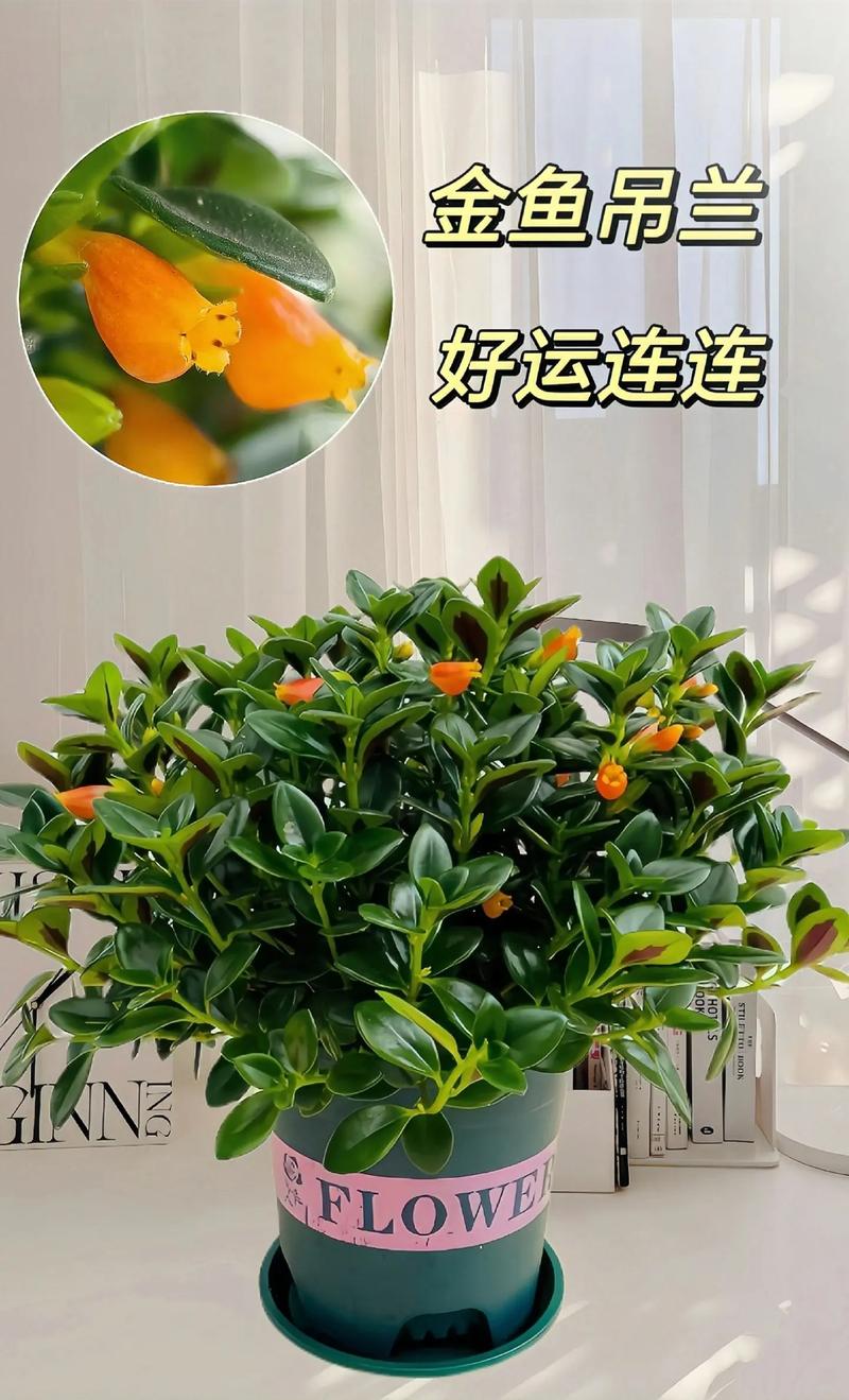 金鱼吊兰如何换盆,金鱼吊兰如何换盆视频-第3张图片-优品飞百科 金鱼吊兰如何换盆,金鱼吊兰如何换盆视频-第3张图片-优品飞百科