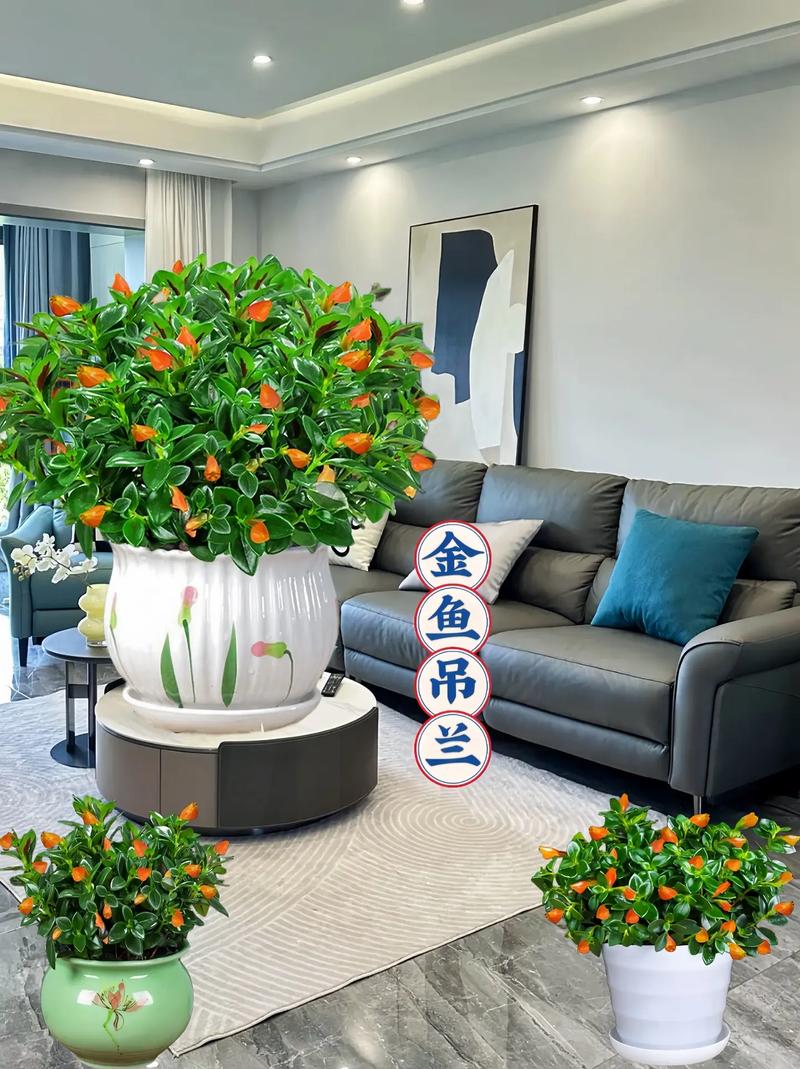 金鱼吊兰如何换盆,金鱼吊兰如何换盆视频-第4张图片-优品飞百科 金鱼吊兰如何换盆,金鱼吊兰如何换盆视频-第4张图片-优品飞百科