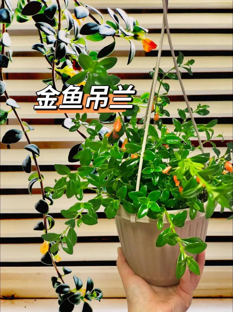 金鱼吊兰如何换盆,金鱼吊兰如何换盆视频-第5张图片-优品飞百科 金鱼吊兰如何换盆,金鱼吊兰如何换盆视频-第5张图片-优品飞百科