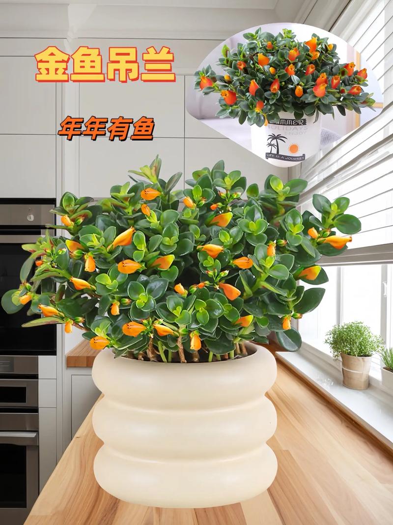 金鱼吊兰如何换盆,金鱼吊兰如何换盆视频-第6张图片-优品飞百科 金鱼吊兰如何换盆,金鱼吊兰如何换盆视频-第6张图片-优品飞百科