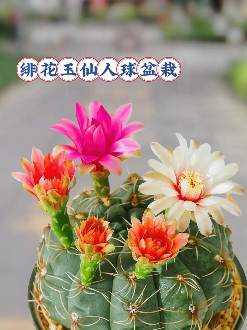 绯花玉怎么养大的快，绯花玉怎么养花苞多？