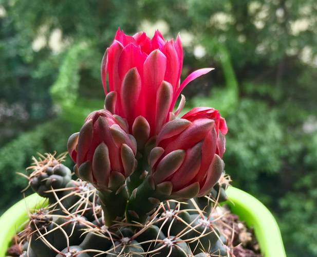 绯花玉怎么养大的快，绯花玉怎么养花苞多？-第2张图片-优品飞百科