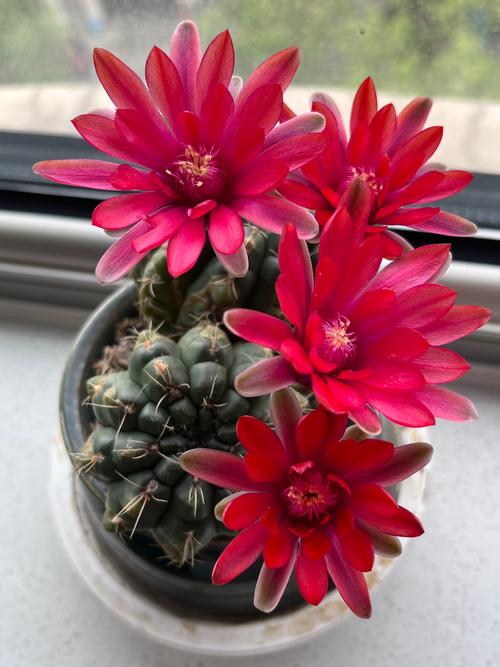 绯花玉怎么养大的快，绯花玉怎么养花苞多？-第3张图片-优品飞百科