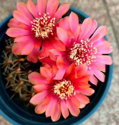 绯花玉怎么养大的快，绯花玉怎么养花苞多？-第4张图片-优品飞百科