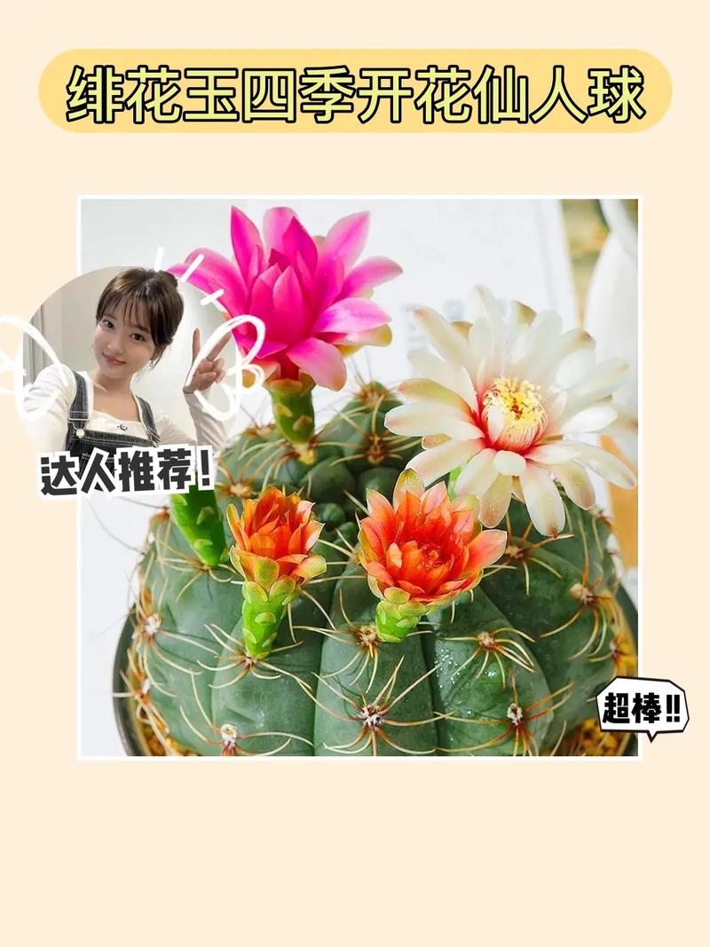 绯花玉怎么养大的快，绯花玉怎么养花苞多？-第5张图片-优品飞百科